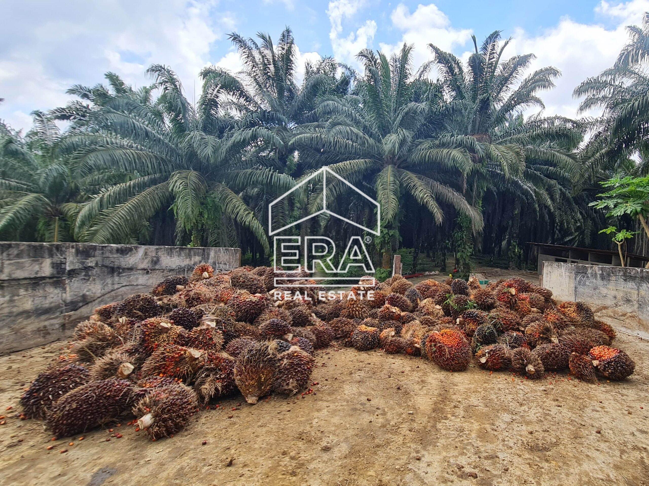 20220428_124202-min_cropped-crushimage-scaled-2