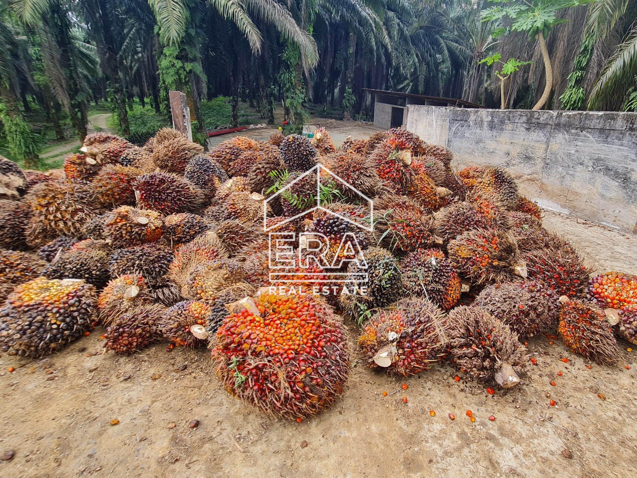 20220428_124209-min_cropped-crushimage-scaled-1