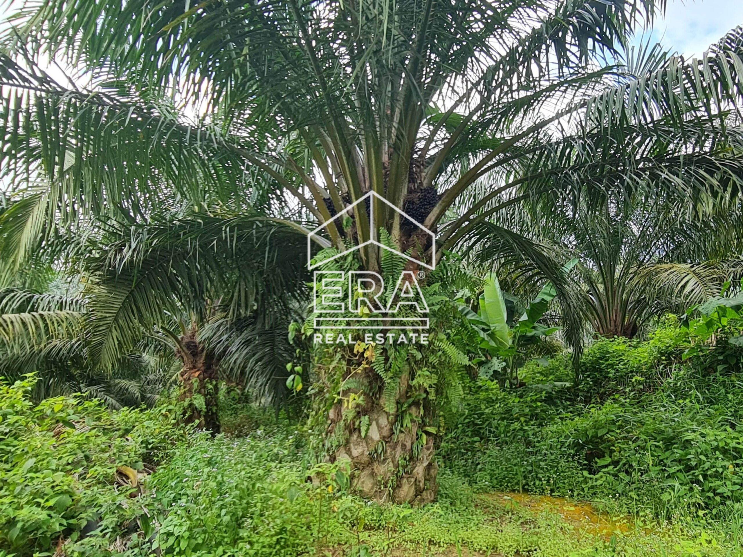 20220428_124552-min_cropped-crushimage-scaled-1