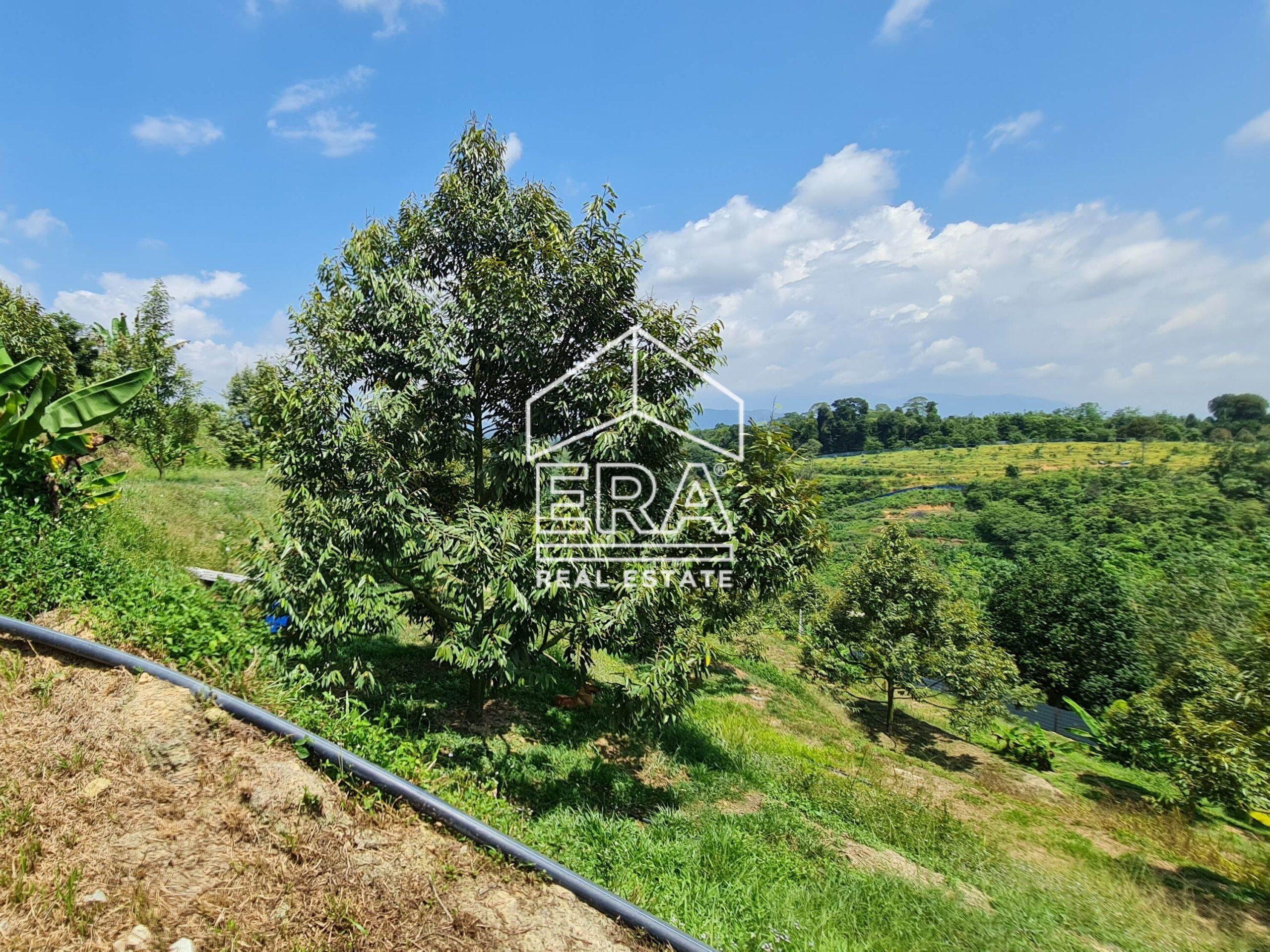 20220817_122213-crushimage_cropped-scaled-1