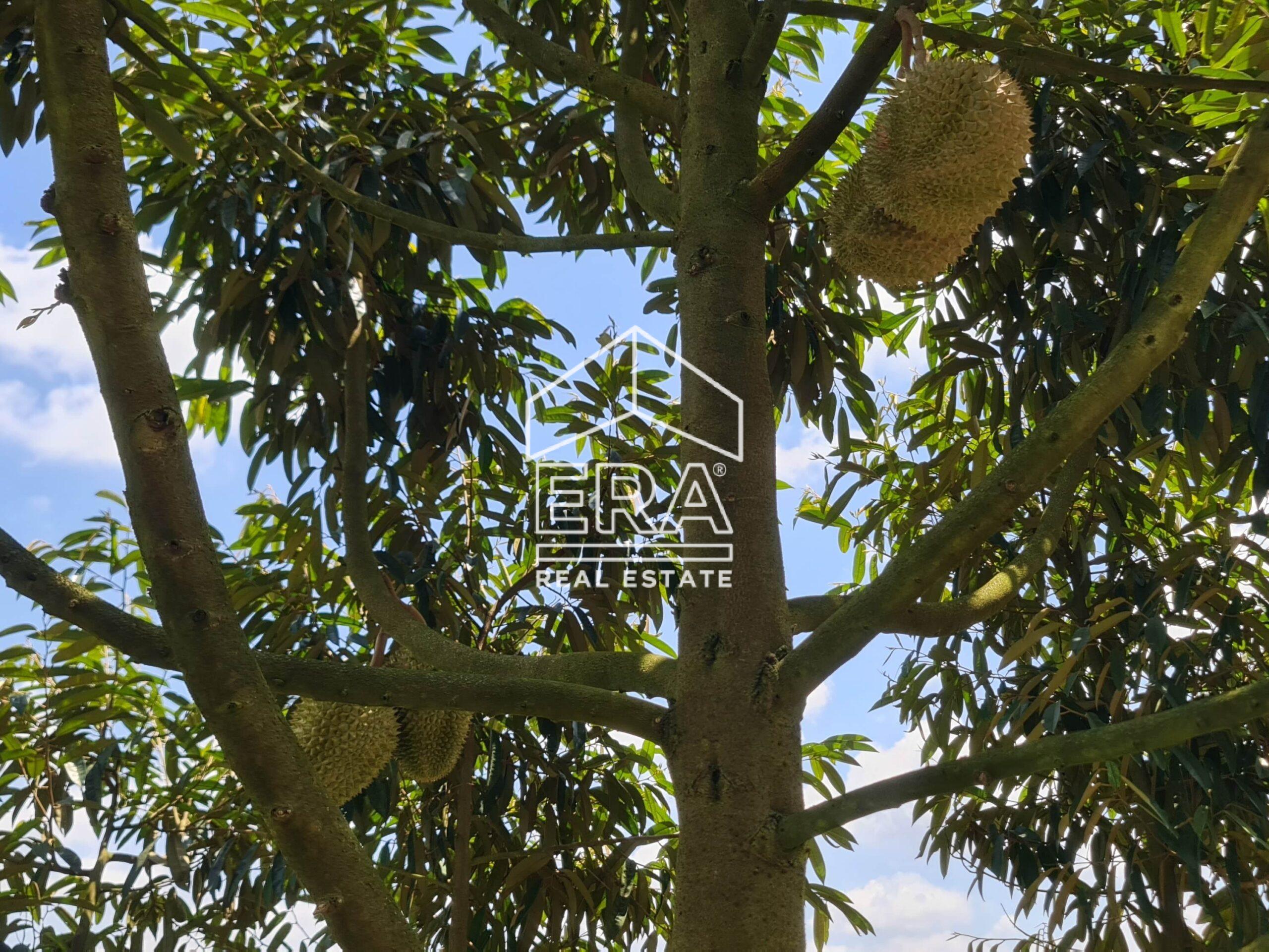 20220817_122719-crushimage_cropped-scaled-1