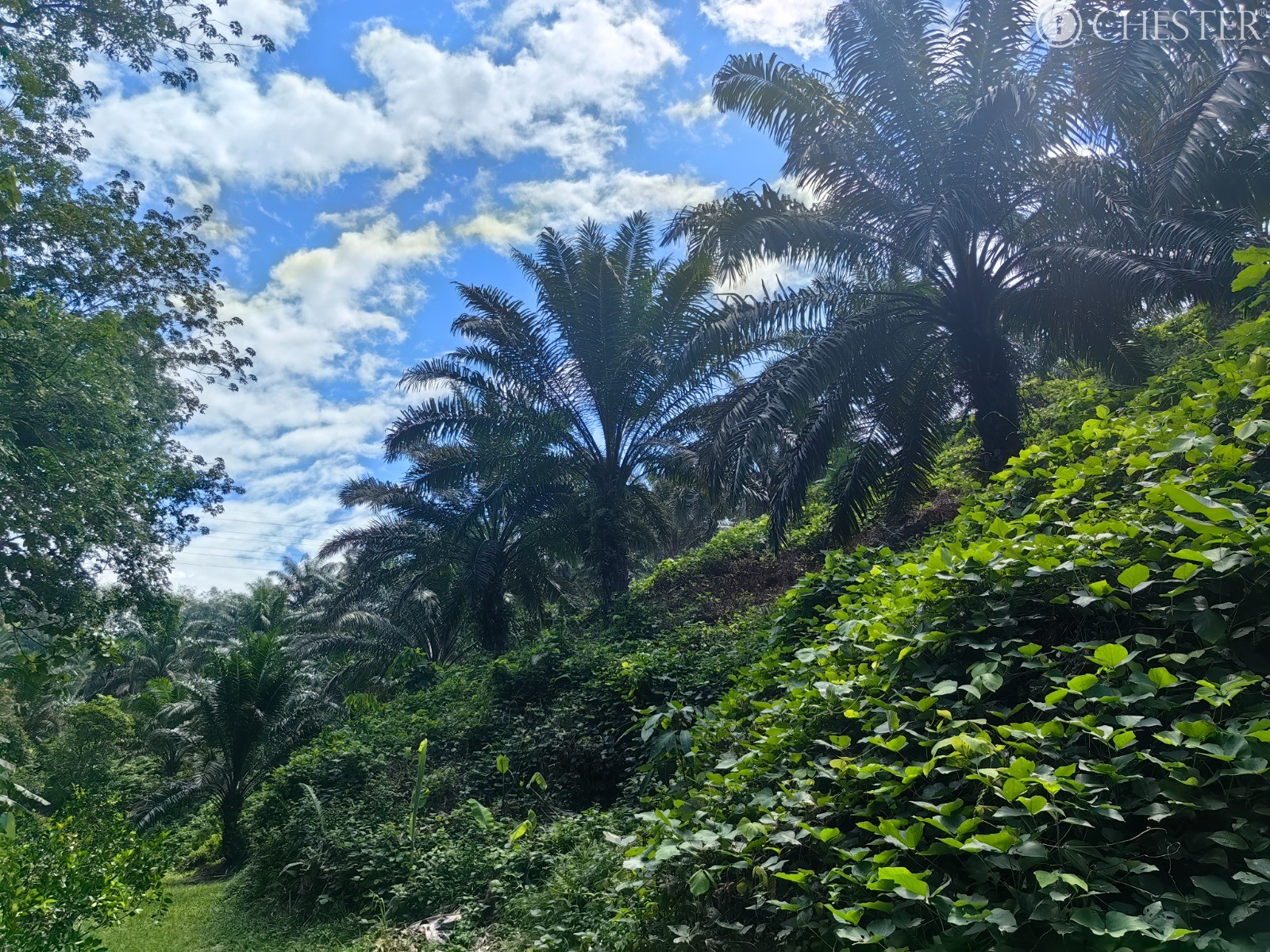 49-ac-raub-tras-matured-oil-palm-land-facing-main-road-for-sale-1