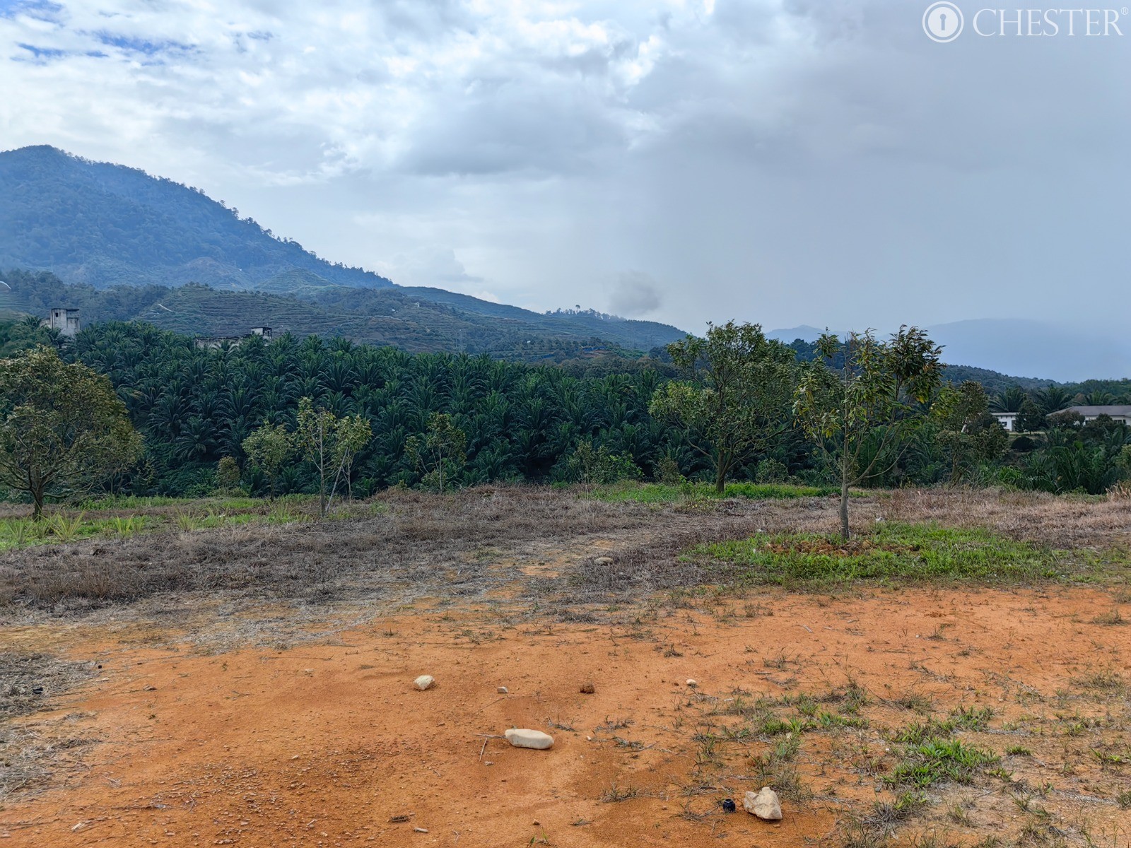 49-ac-raub-tras-matured-oil-palm-land-facing-main-road-for-sale-10