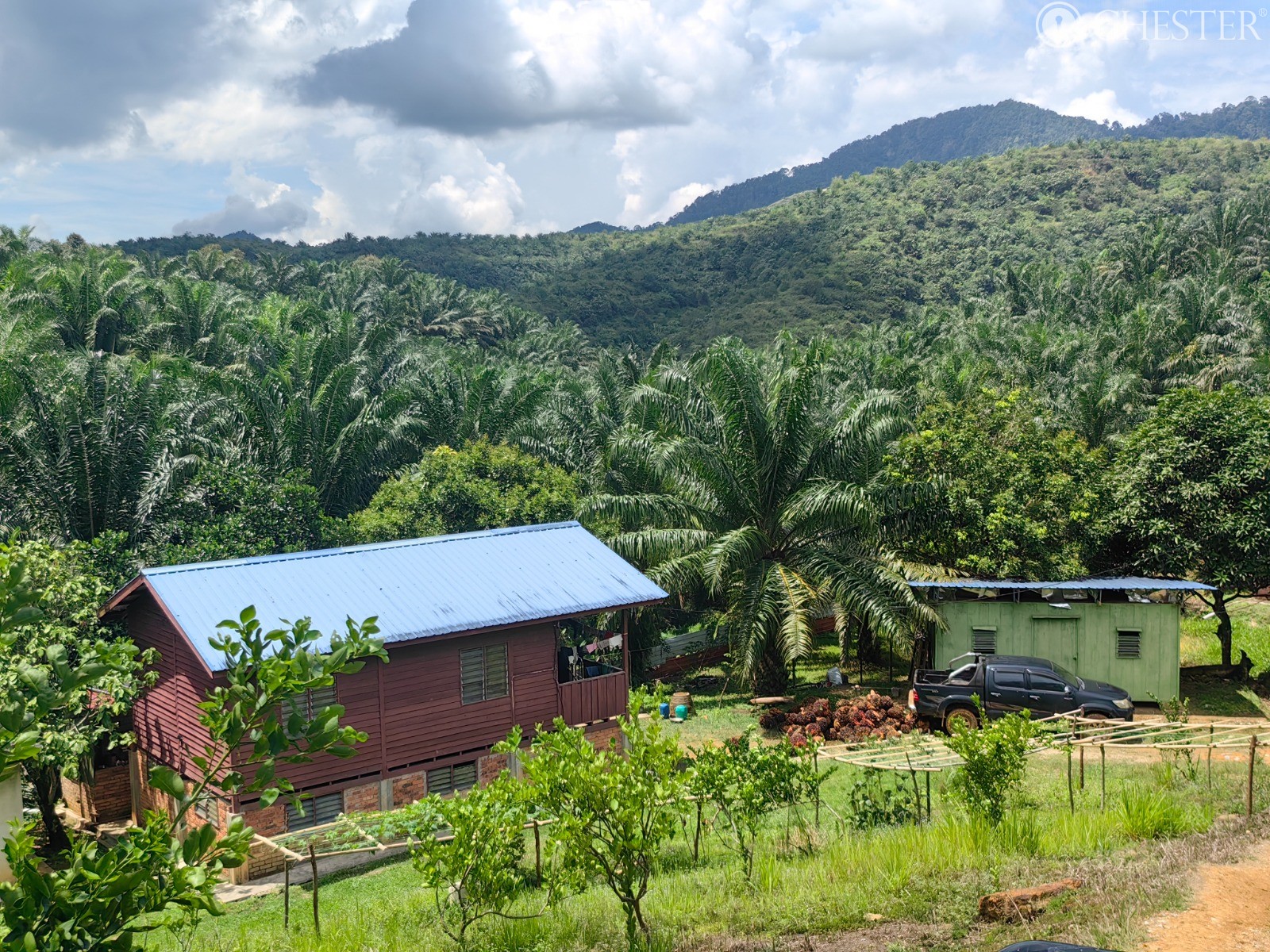 49-ac-raub-tras-matured-oil-palm-land-facing-main-road-for-sale-14