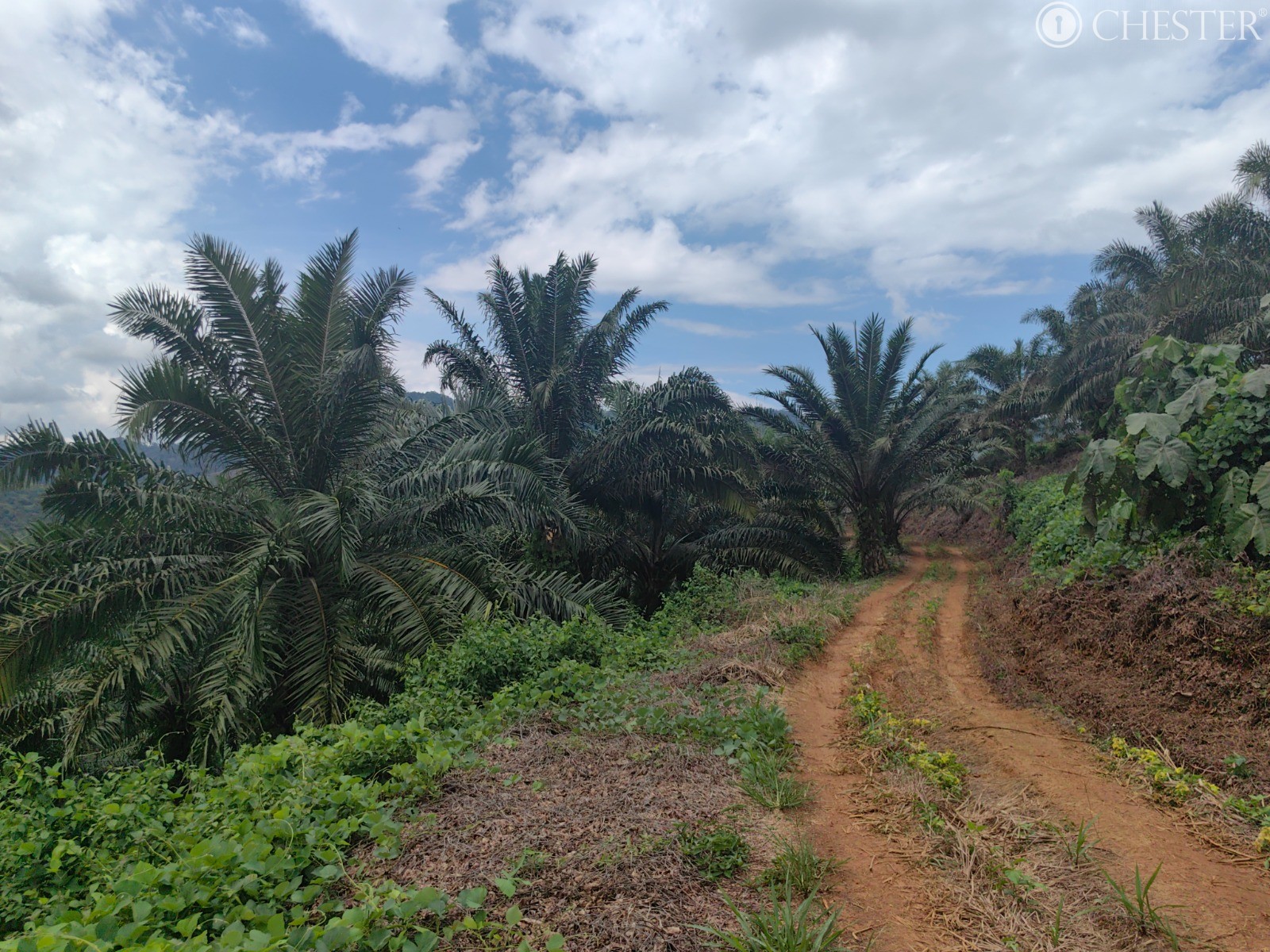 49-ac-raub-tras-matured-oil-palm-land-facing-main-road-for-sale-16