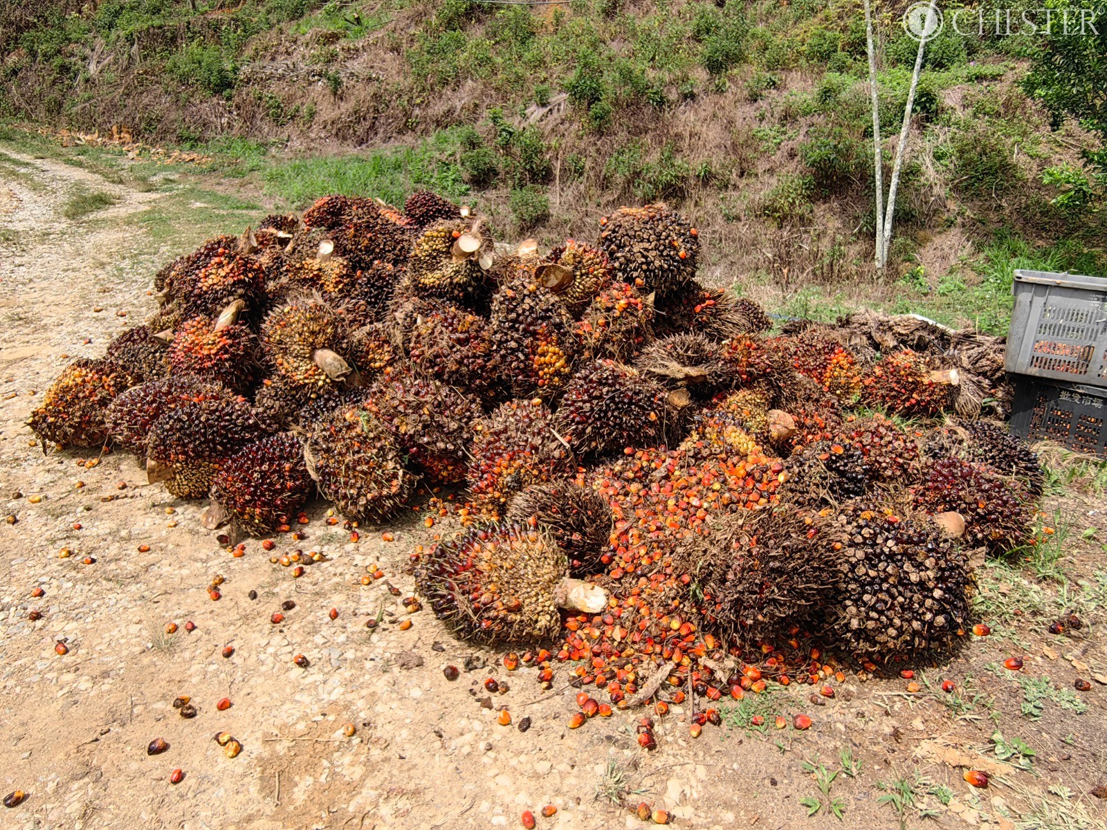 49-ac-raub-tras-matured-oil-palm-land-facing-main-road-for-sale-18