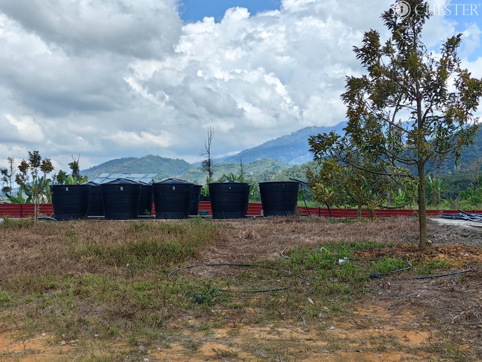 49-ac-raub-tras-matured-oil-palm-land-facing-main-road-for-sale-26