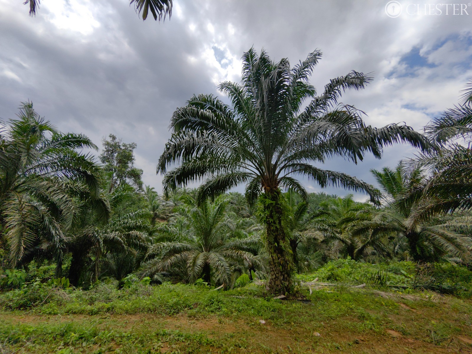 49-ac-raub-tras-matured-oil-palm-land-facing-main-road-for-sale-28