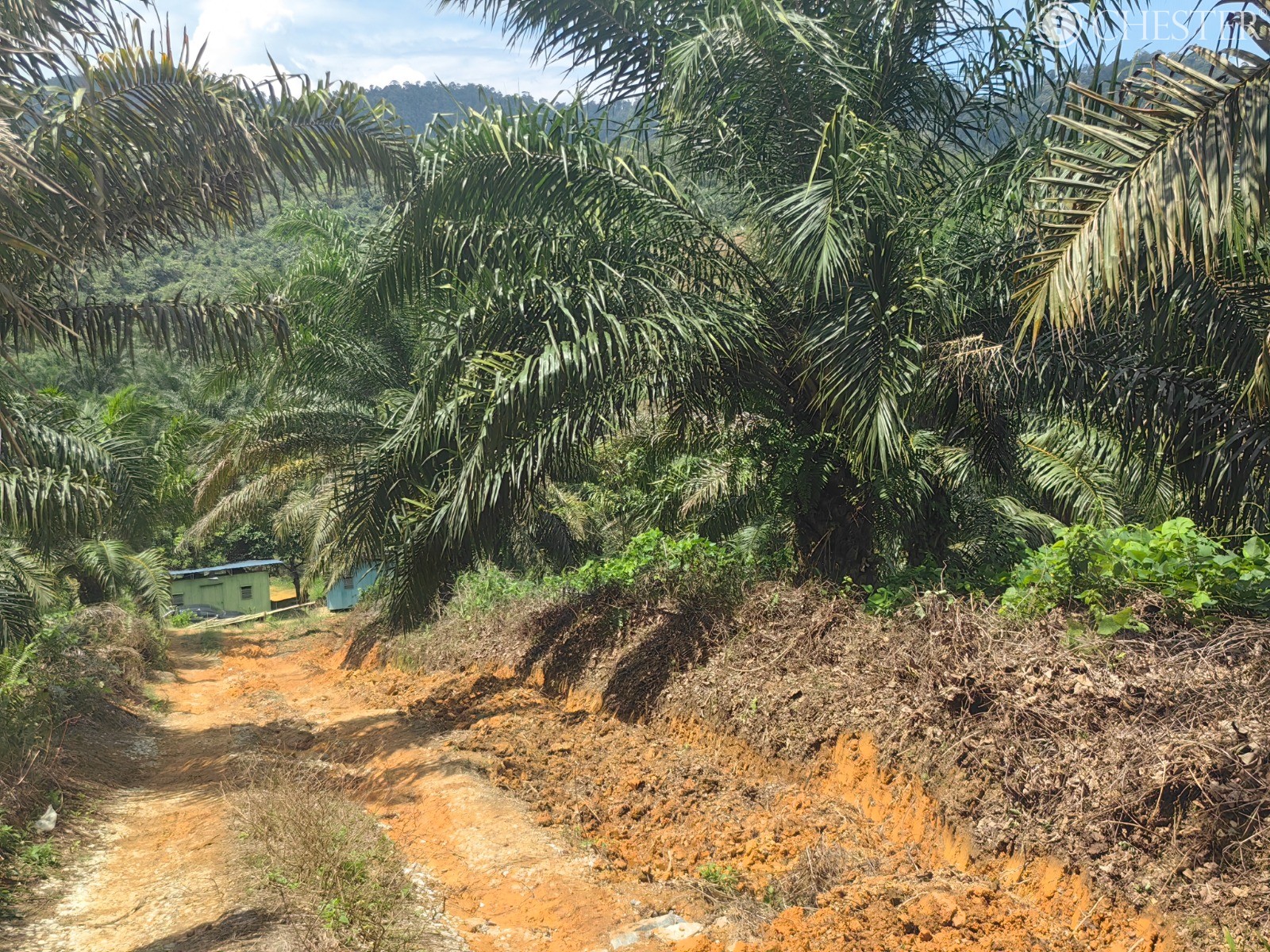 49-ac-raub-tras-matured-oil-palm-land-facing-main-road-for-sale-30
