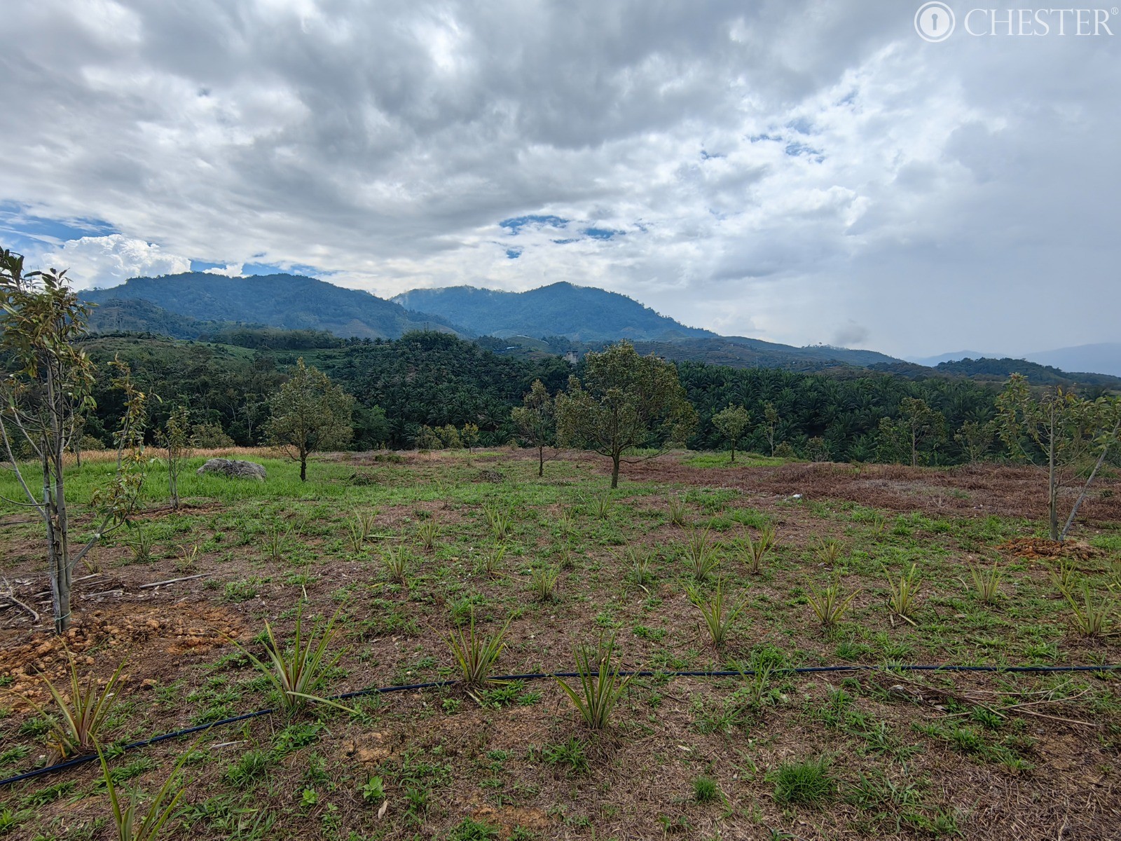 49-ac-raub-tras-matured-oil-palm-land-facing-main-road-for-sale-32