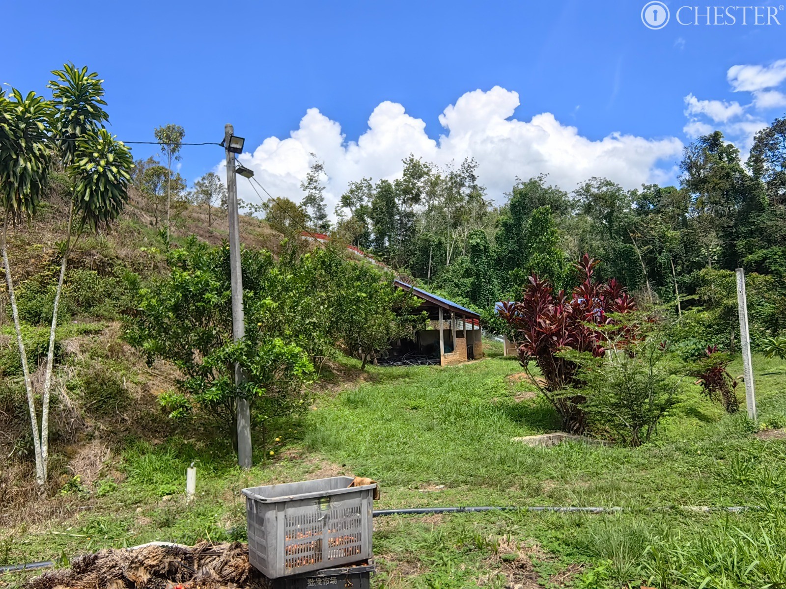 49-ac-raub-tras-matured-oil-palm-land-facing-main-road-for-sale-36