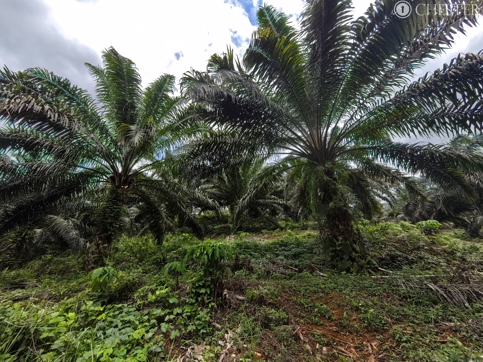 49-ac-raub-tras-matured-oil-palm-land-facing-main-road-for-sale-4