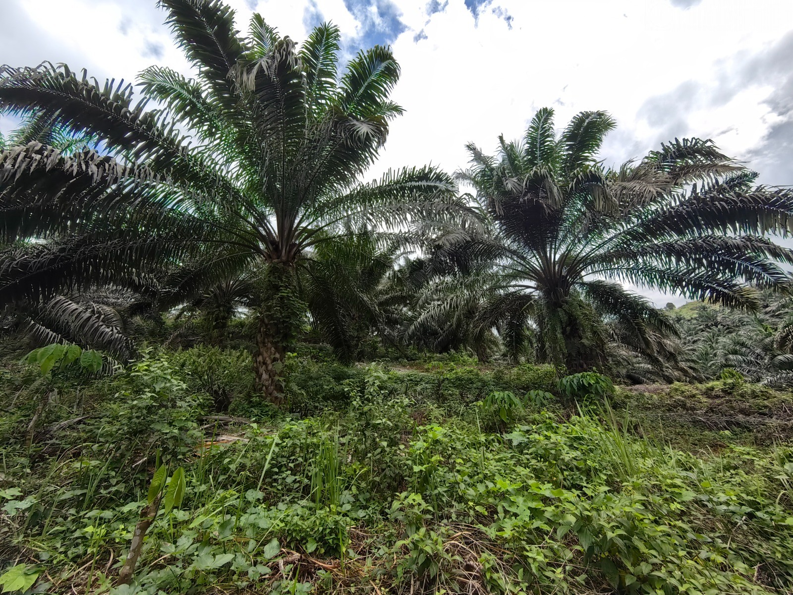 49-ac-raub-tras-matured-oil-palm-land-facing-main-road-for-sale-6