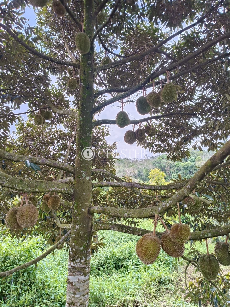 4bd0954f-1ec7-4bde-8849-a7470035f8cd