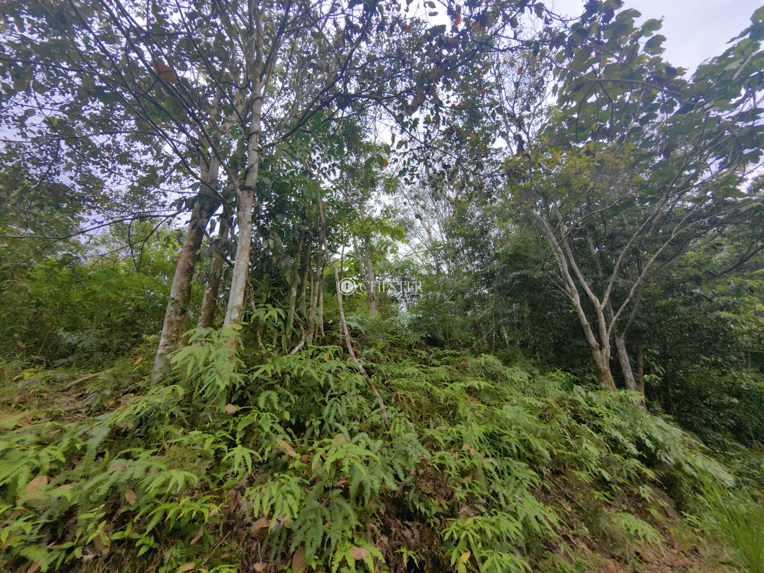 9-acres-bentong-acasia-retreat-rubber-land-for-sale-1