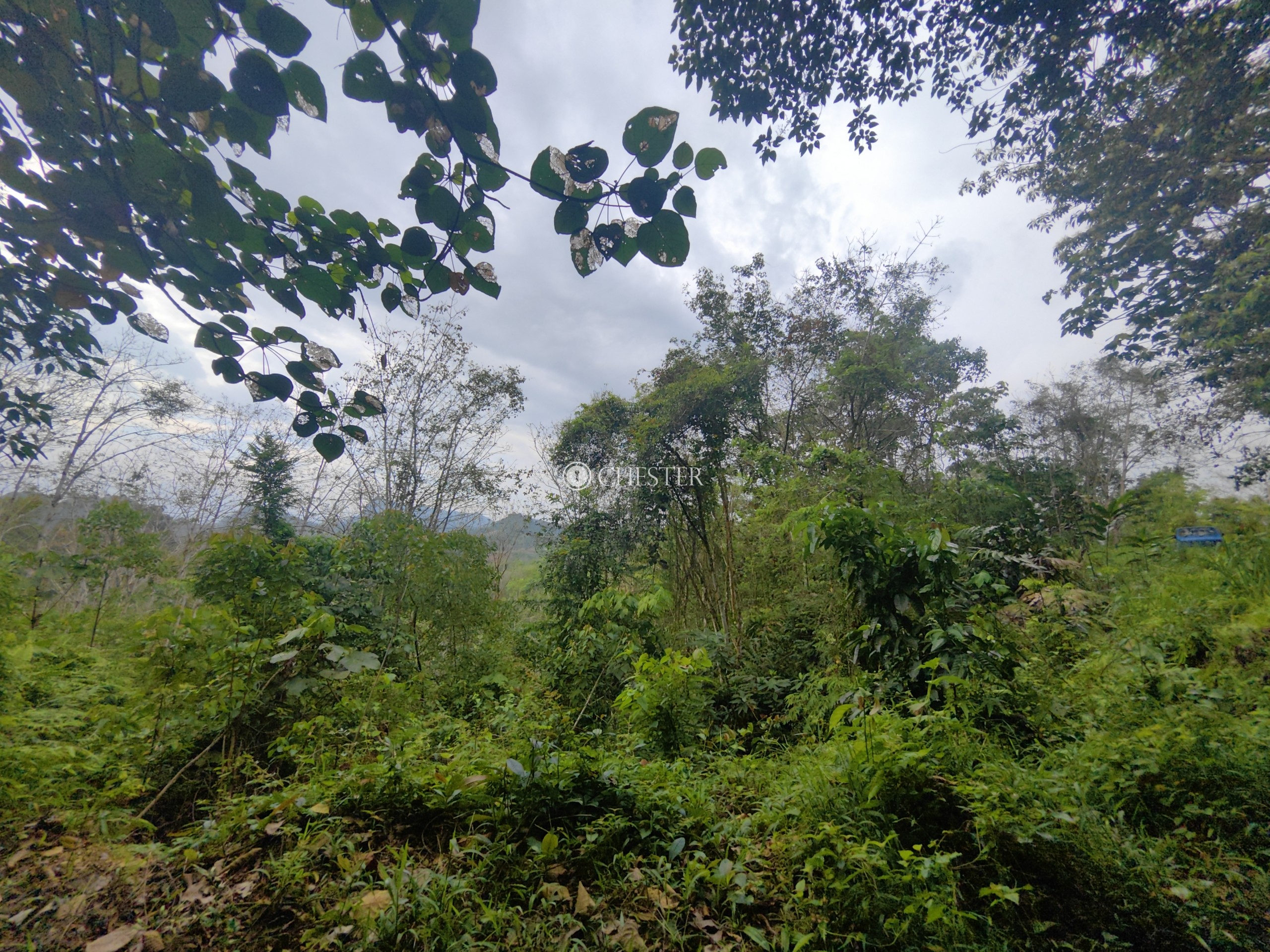 9-acres-bentong-acasia-retreat-rubber-land-for-sale-10