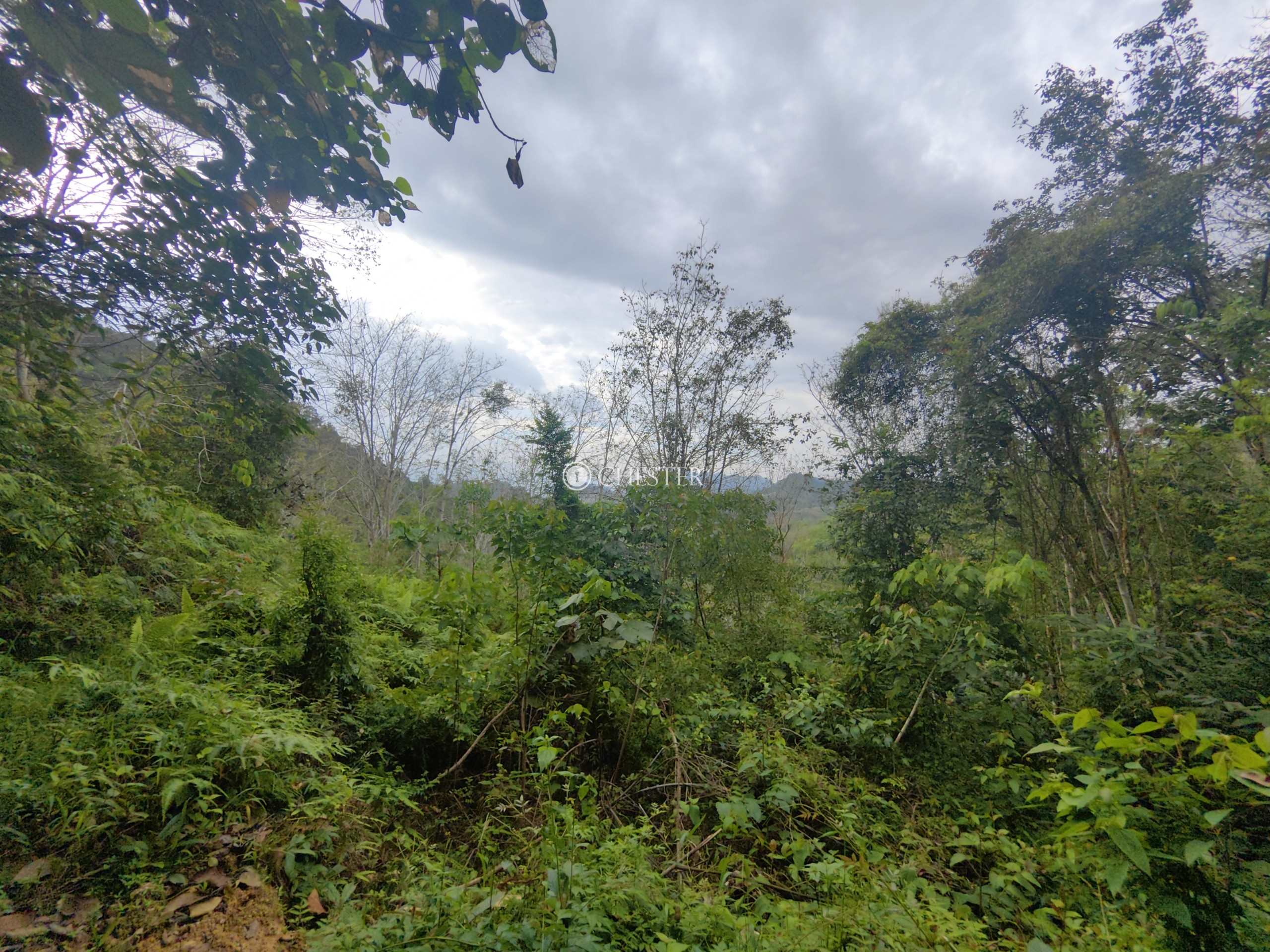 9-acres-bentong-acasia-retreat-rubber-land-for-sale-14