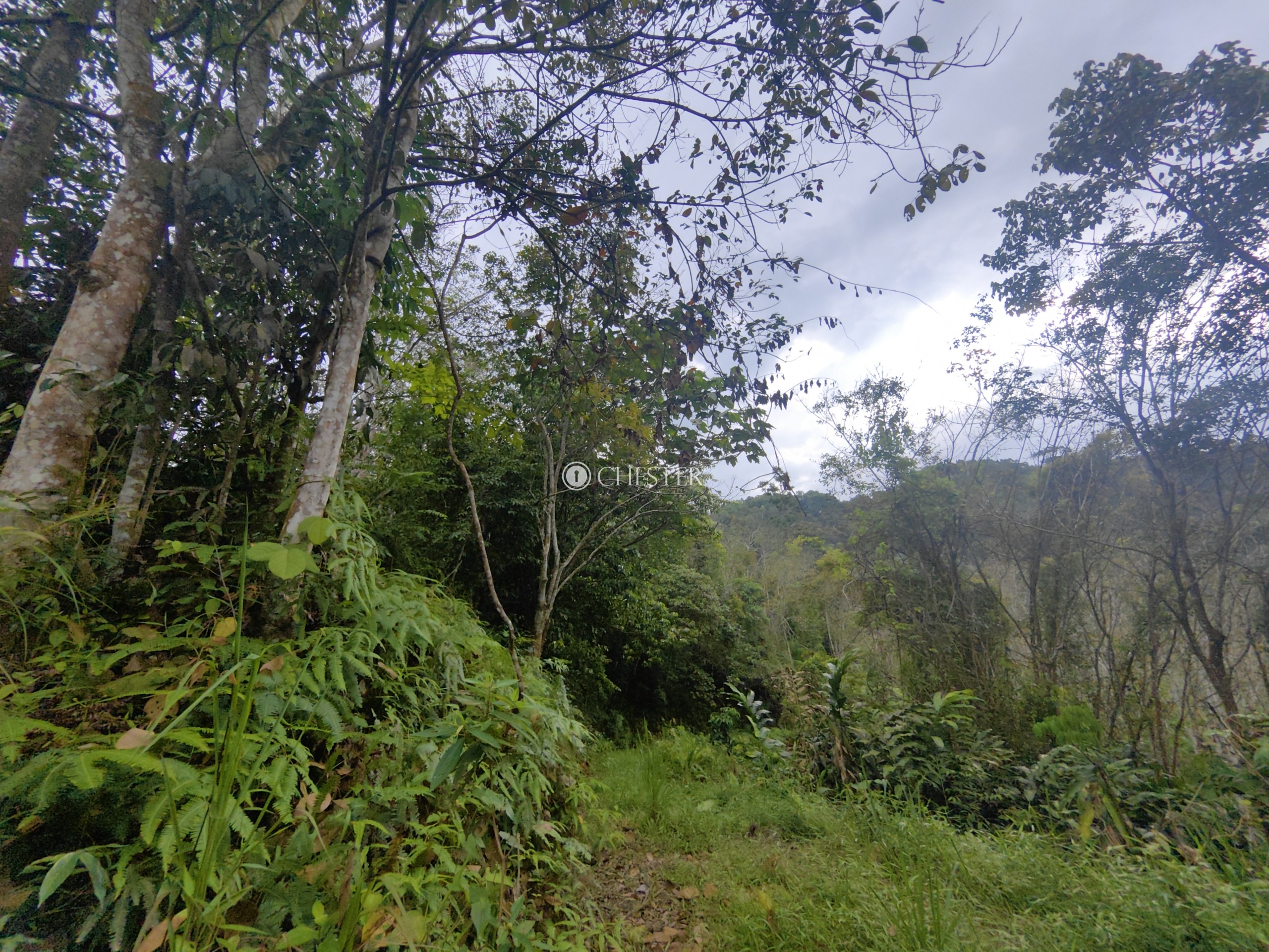 9-acres-bentong-acasia-retreat-rubber-land-for-sale-4