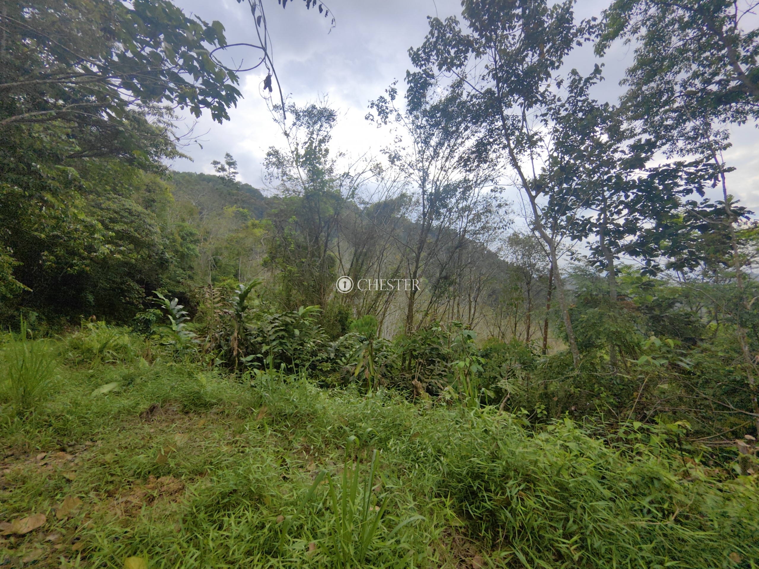 9-acres-bentong-acasia-retreat-rubber-land-for-sale-6