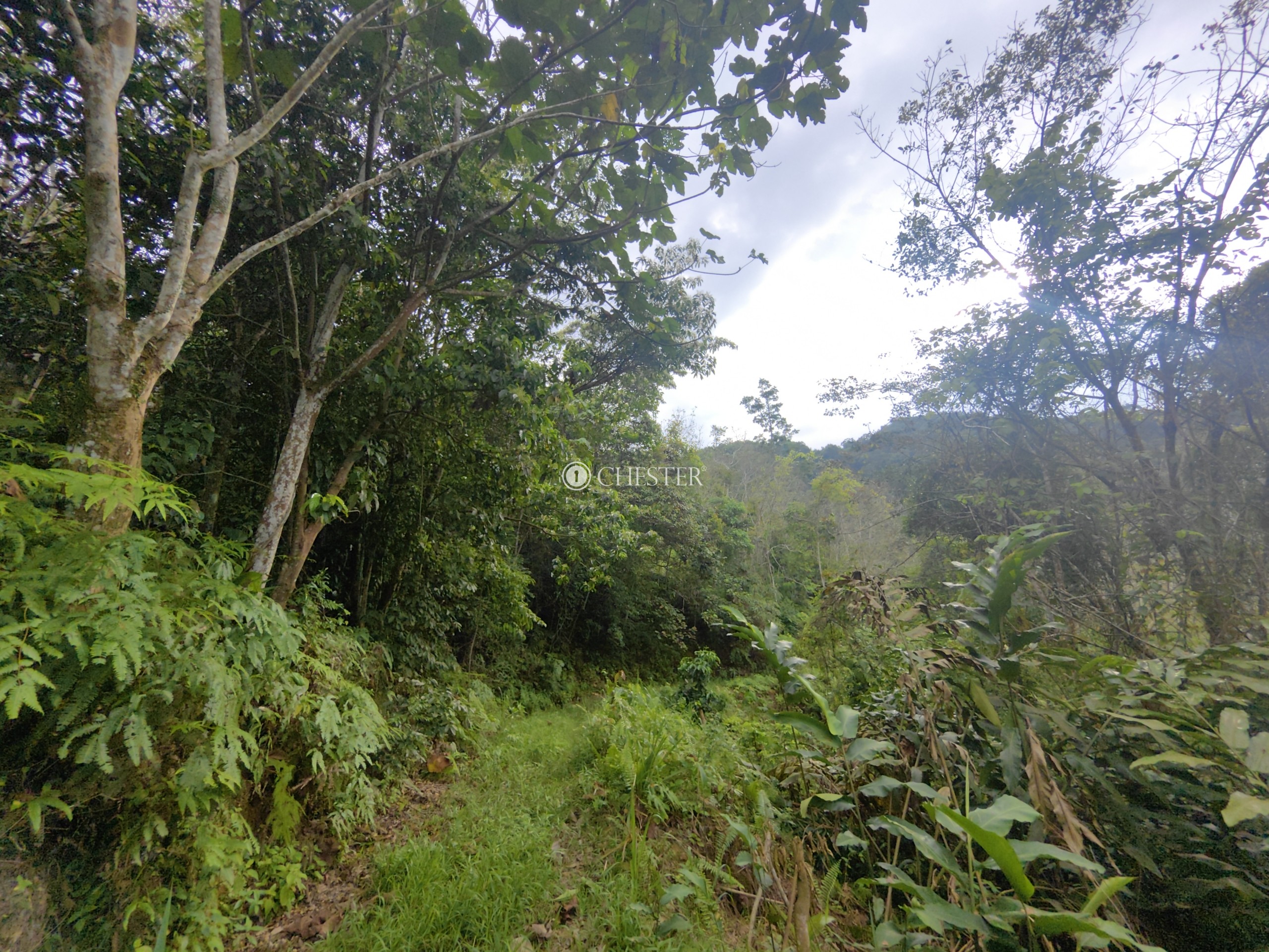 9-acres-bentong-acasia-retreat-rubber-land-for-sale-8