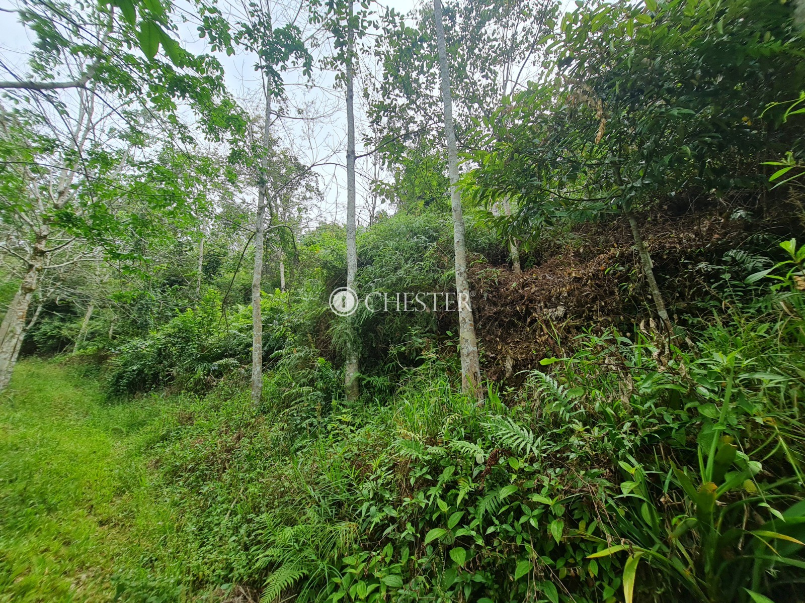 9-acres-bentong-rubber-land-for-sale-1