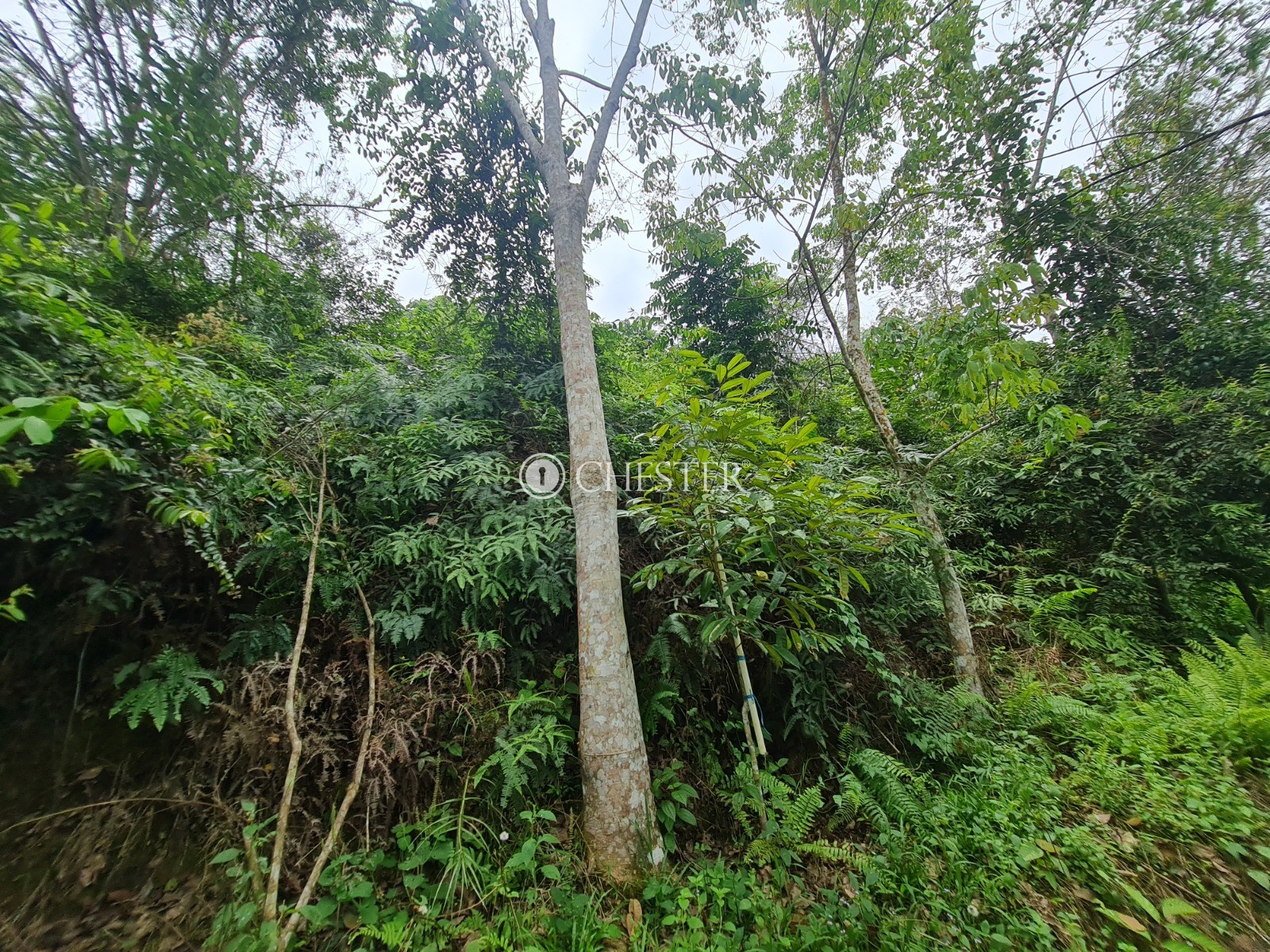 9-acres-bentong-rubber-land-for-sale-10