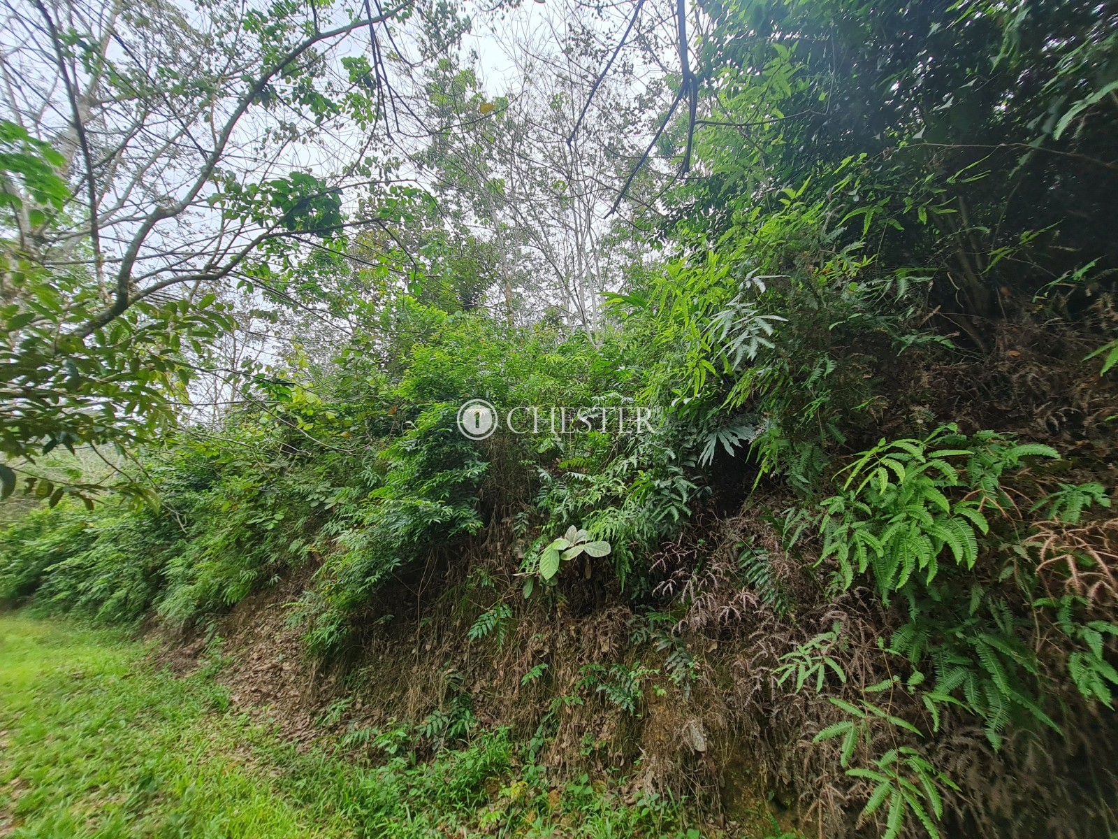 9-acres-bentong-rubber-land-for-sale-12