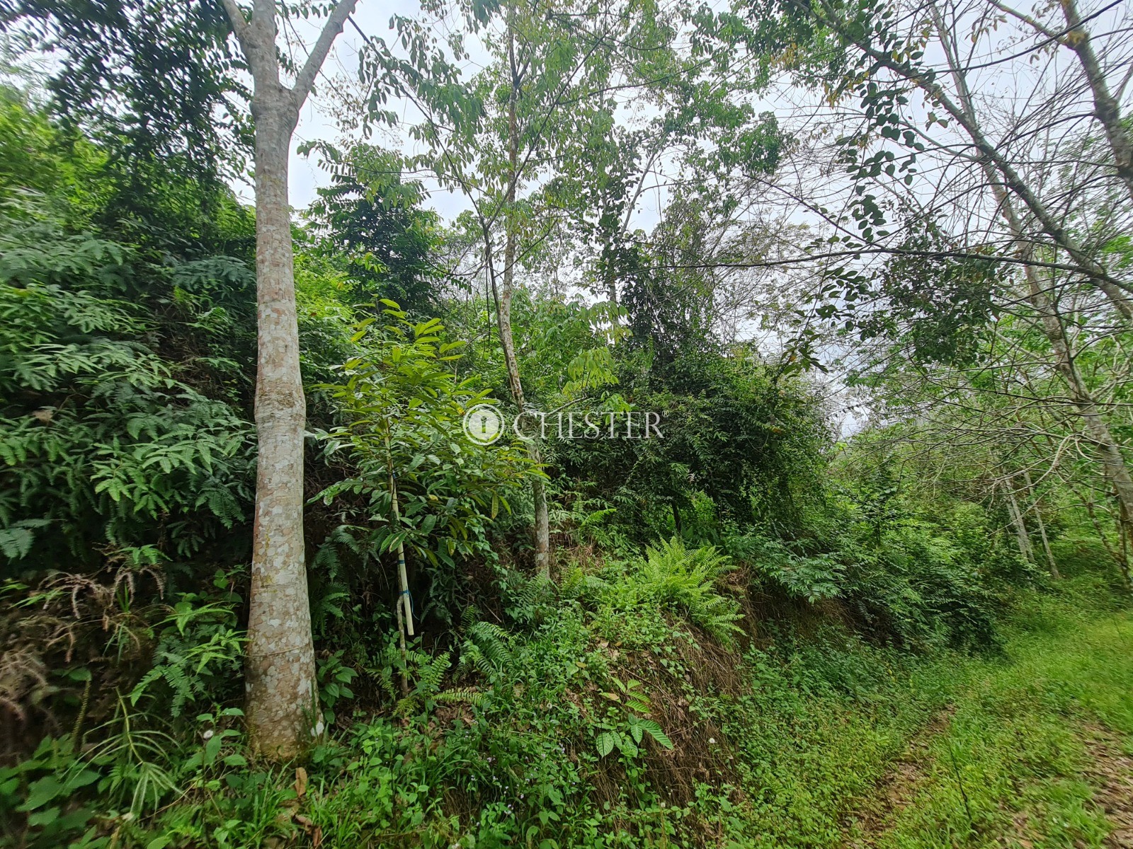 9-acres-bentong-rubber-land-for-sale-14