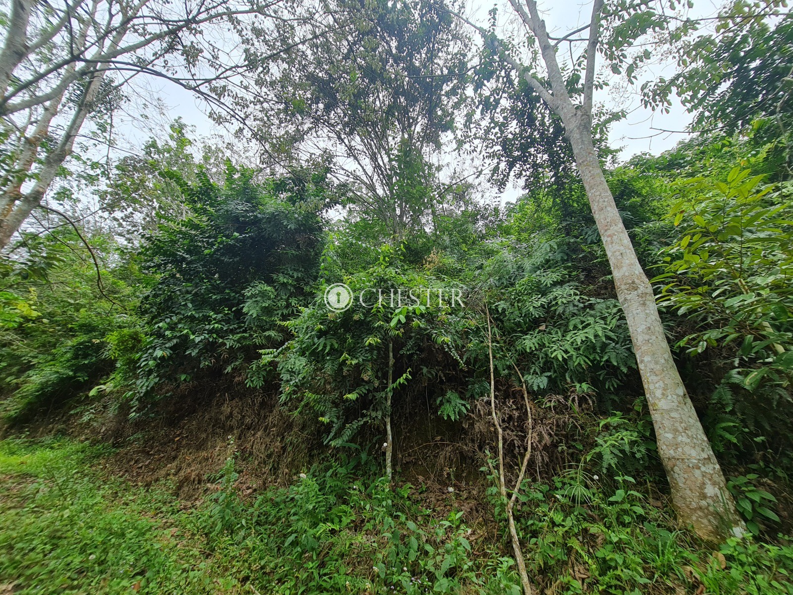 9-acres-bentong-rubber-land-for-sale-16