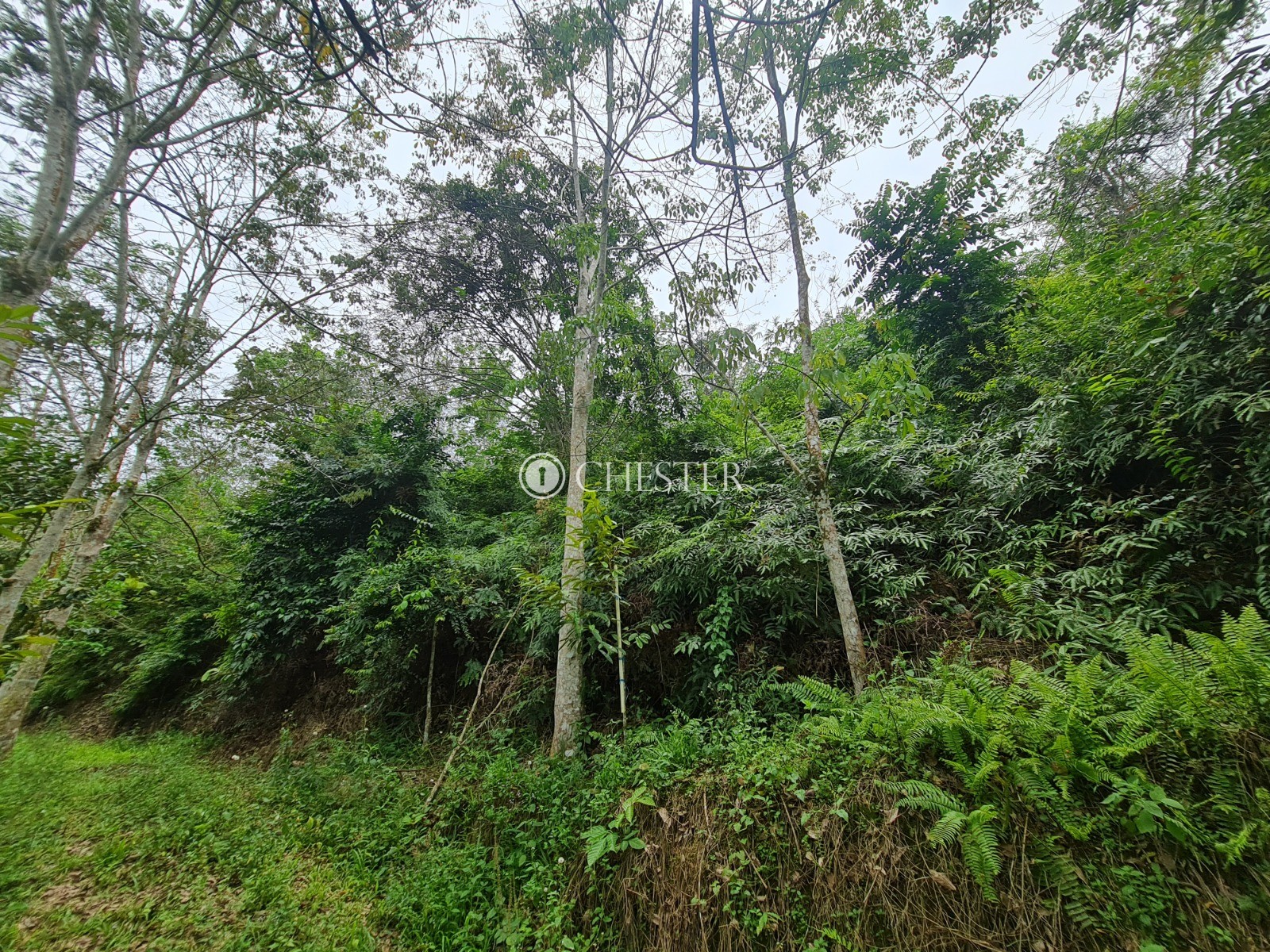 9-acres-bentong-rubber-land-for-sale-2