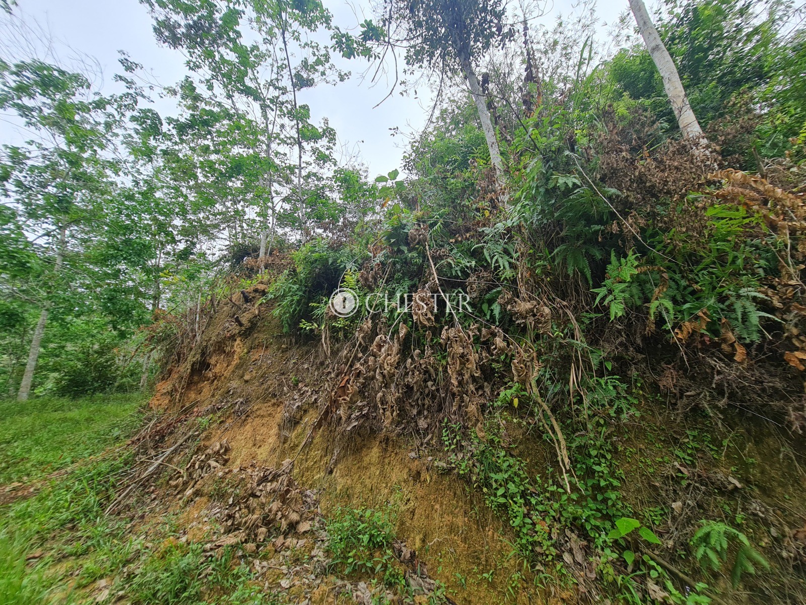 9-acres-bentong-rubber-land-for-sale-8