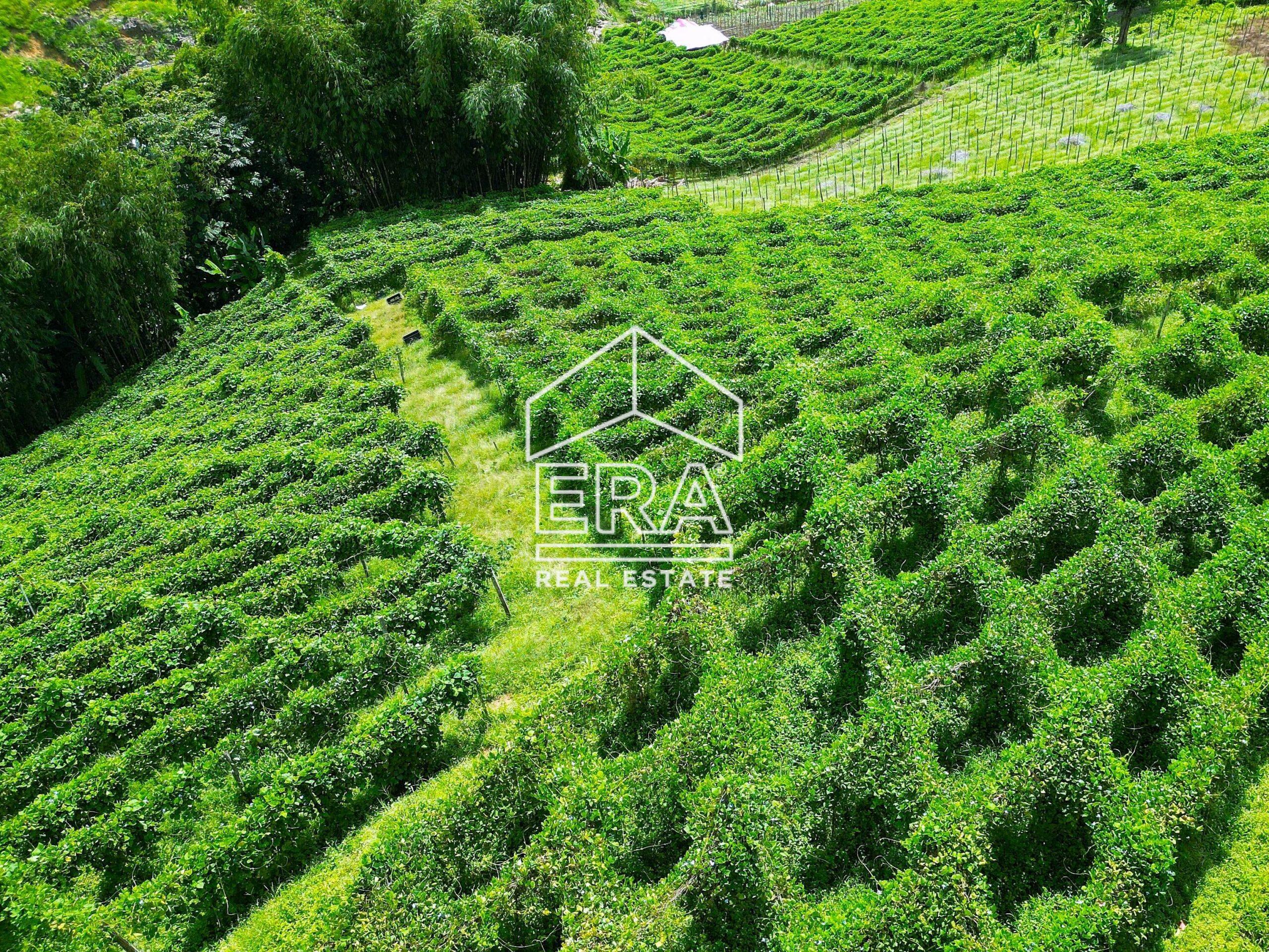 DJI_0277-1-crushimage-scaled-4