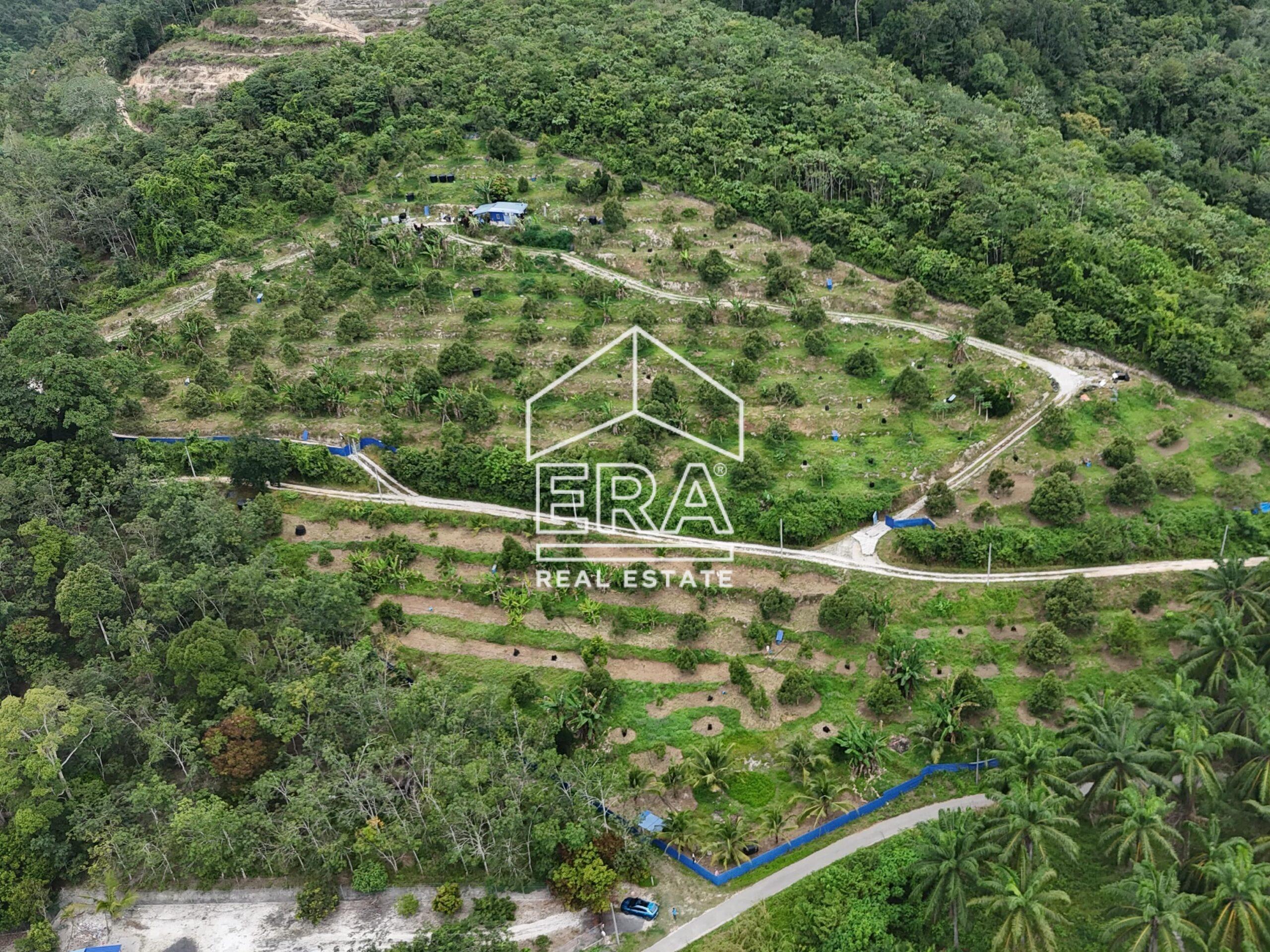 DJI_20240819152426_0007_D-crushimage_cropped-scaled-1