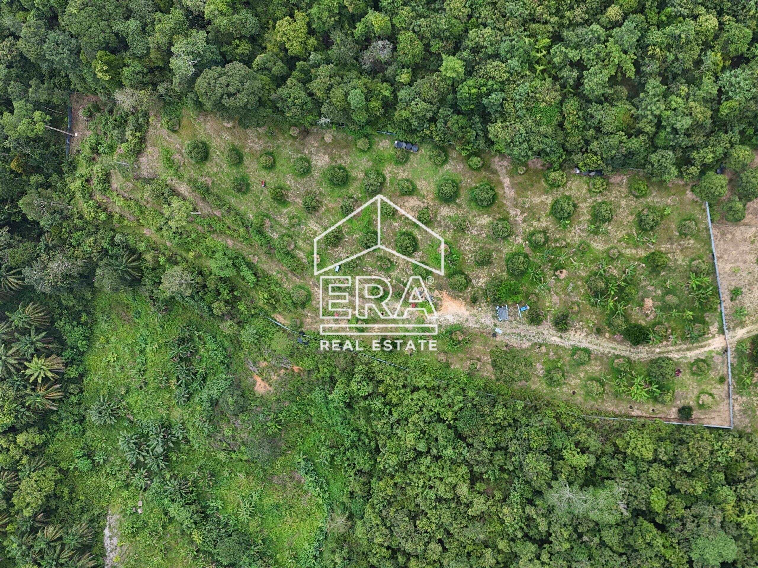 DJI_20240819152710_0013_D-crushimage_cropped-scaled-1