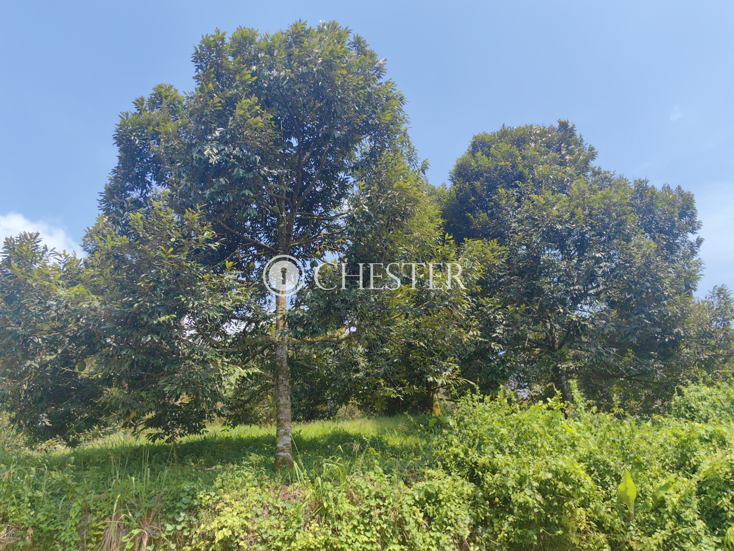 IMG_20240703_142937-scaled-1