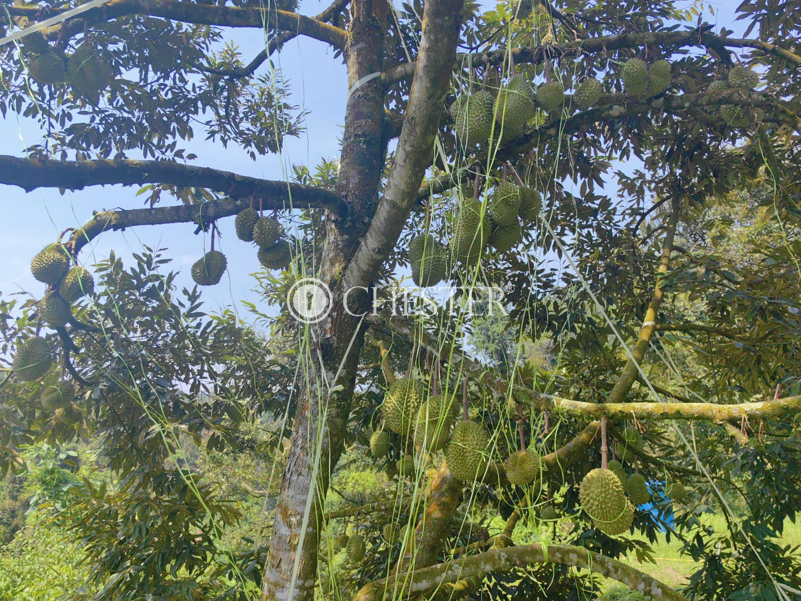 IMG_20240703_142944-scaled-2