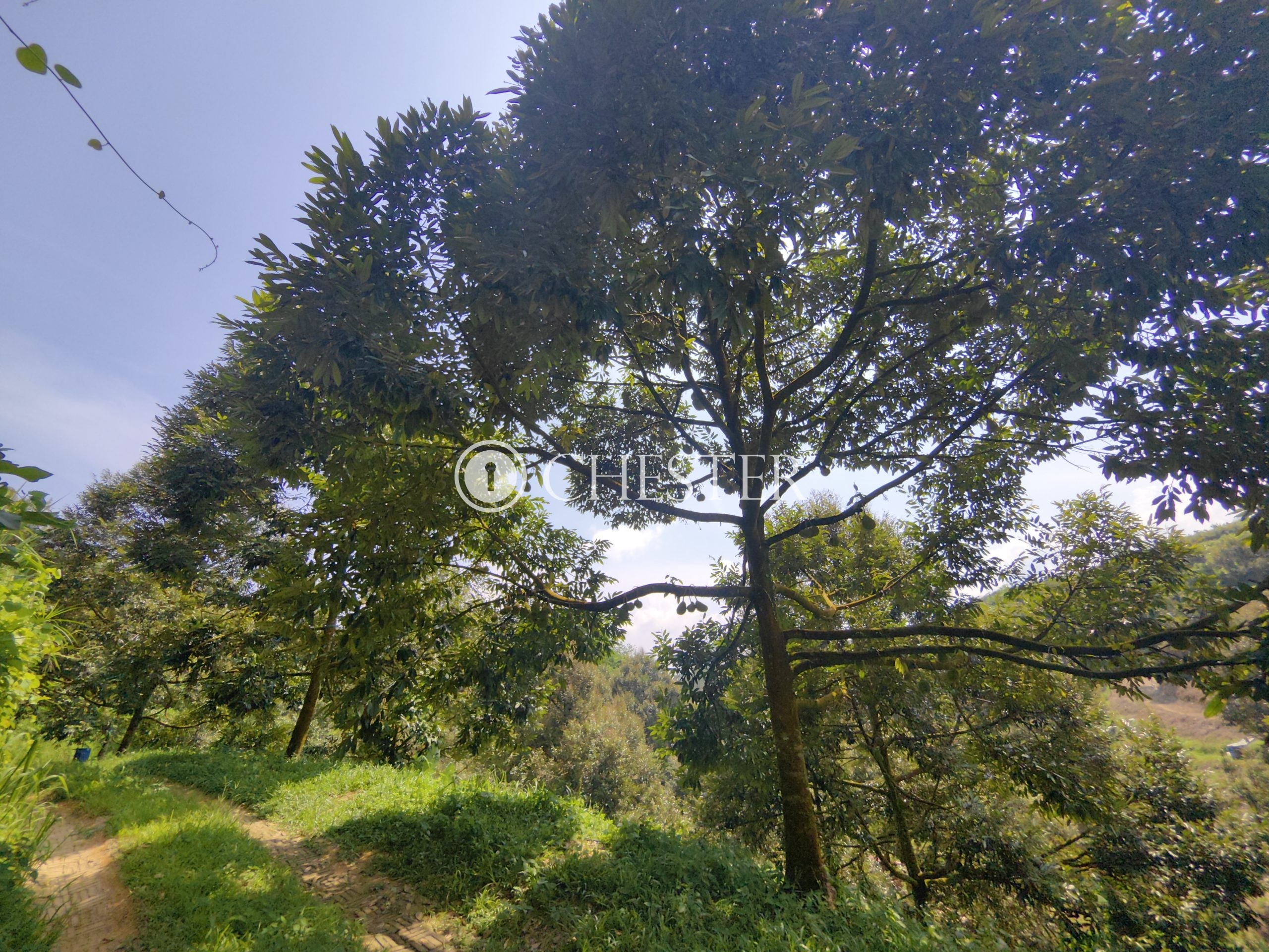 IMG_20240703_143033-scaled-1