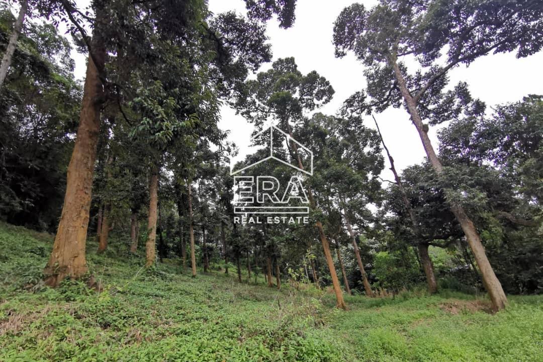 WhatsApp-Image-2020-11-27-at-12.40.49-AM-1-1