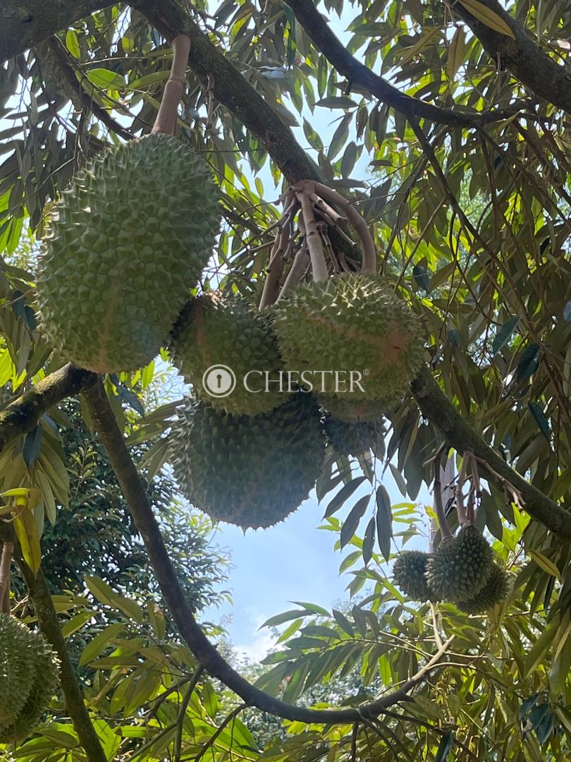 WhatsApp-Image-2024-06-10-at-17.18.13