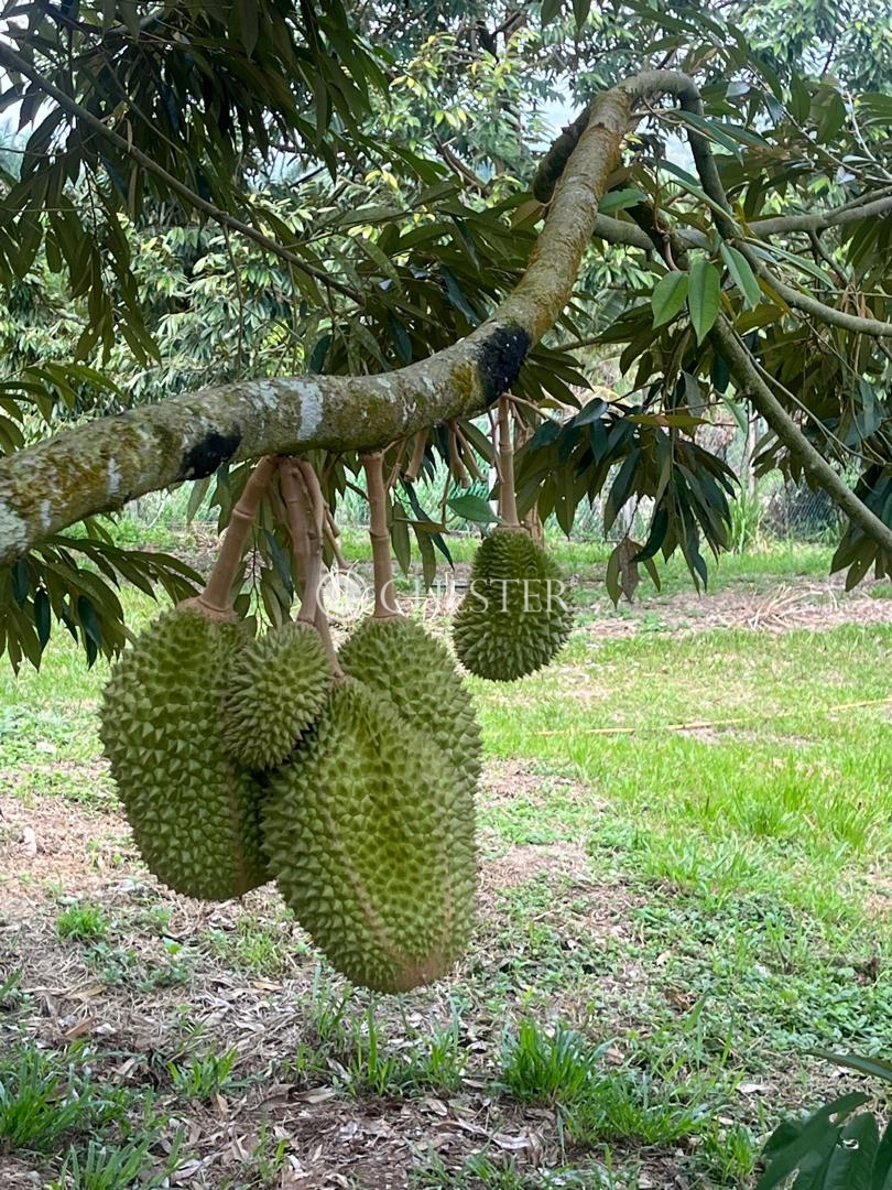 WhatsApp-Image-2024-06-10-at-17.22.00-1