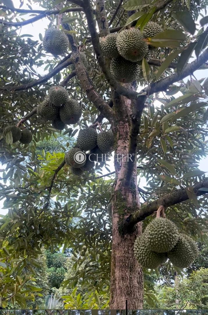 WhatsApp-Image-2024-06-10-at-17.31.17