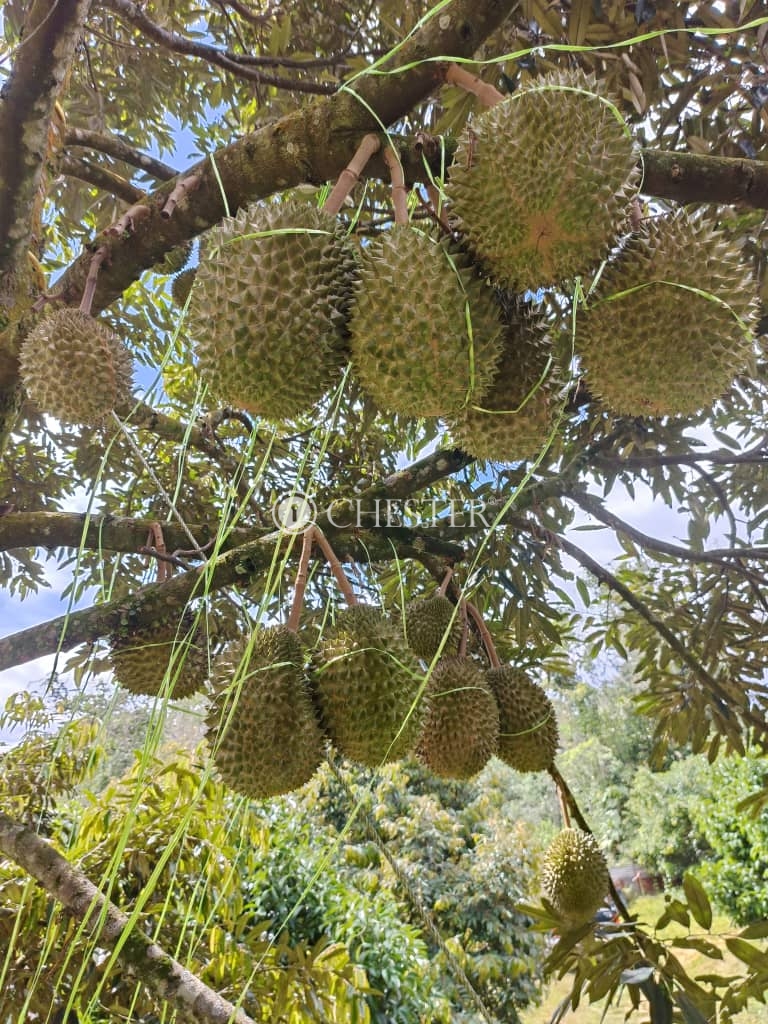 a0a5c9d9-bd30-4124-931e-fff27c48eeb6-1